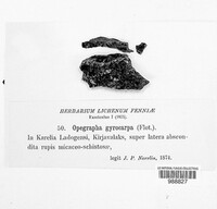 Image of Gyrographa gyrocarpa